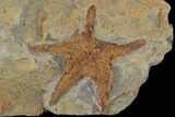 Ordovician Starfish (Petraster?) With Trilobite Tail - Morocco #94330-1
